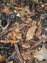 Psilocybe cyanescens image