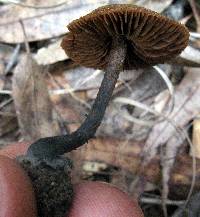 Inocybe calamistrata image