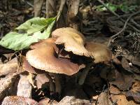 Psilocybe zapotecorum image