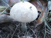 Amanita pelioma image