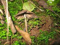 Psilocybe zapotecorum image