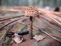 Inocybe calamistrata image