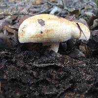 Lactarius alnicola image