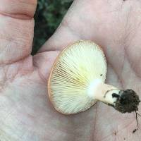 Lactarius xanthogalactus image