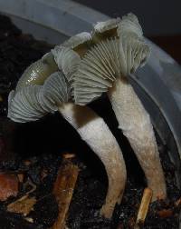 Psilocybe makarorae image