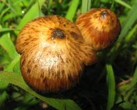 Psilocybe mexicana image