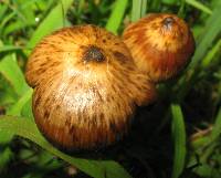 Psilocybe mexicana image