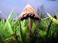 Psilocybe mexicana image