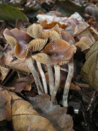 Psilocybe cyanescens image