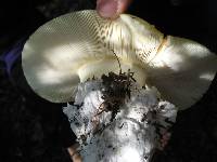 Amanita calyptroderma image