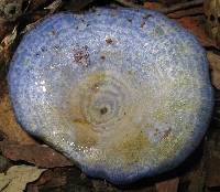 Lactarius indigo image