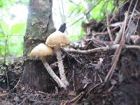 Psilocybe zapotecorum image