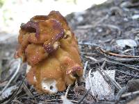 Gyromitra gigas image