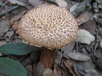 Boletellus russellii image