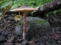 Psilocybe caerulescens image