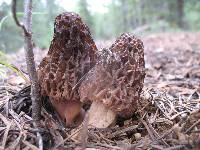 Morchella snyderi image