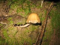 Psilocybe zapotecorum image