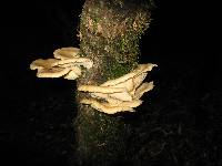 Pleurotus ostreatus image