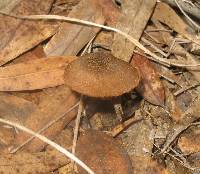 Inocybe calamistrata image