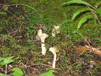 Helvella crispa image