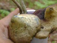 Psilocybe zapotecorum image