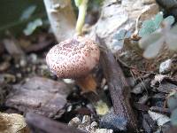 Gymnopilus luteofolius image