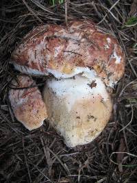 Boletus rex-veris image