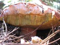 Boletus rex-veris image