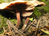 Psilocybe caerulescens image