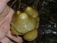 Psilocybe zapotecorum image