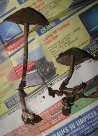 Psilocybe zapotecorum image