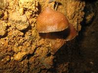 Psilocybe zapotecorum image