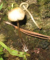 Panaeolus cyanescens image