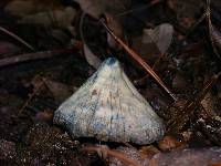 Psilocybe zapotecorum image