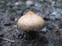 Psilocybe caerulescens image