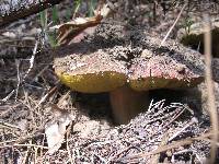 Boletus rex-veris image