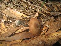 Inocybe calamistrata image