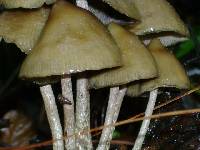 Psilocybe zapotecorum image