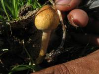 Psilocybe cubensis image