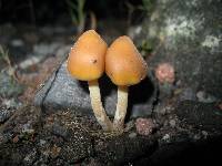 Psilocybe caerulescens image