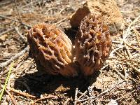 Morchella snyderi image