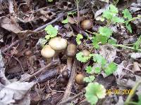 Psilocybe ovoideocystidiata image