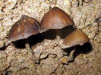 Psilocybe zapotecorum image