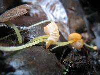 Mycena acicula image