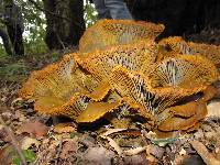 Omphalotus olivascens image