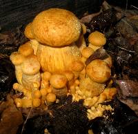 Gymnopilus ventricosus image