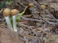 Psilocybe zapotecorum image