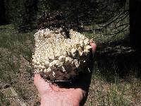 Calvatia sculpta image