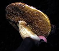 Boletus variipes image