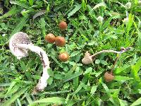 Psilocybe cubensis image